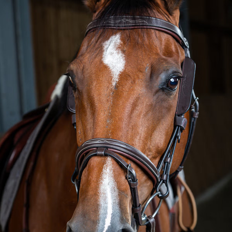 Шори на вуздечку, Dyon