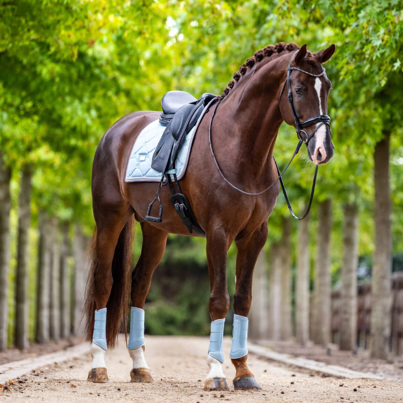Вальтрап Ice Blue, Equestrian Stockholm